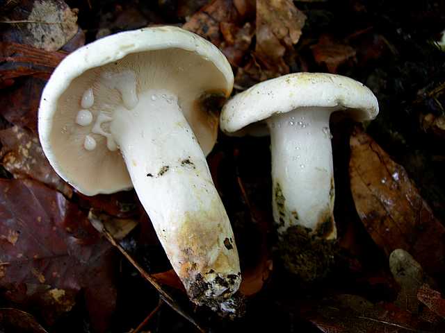 2005 :  Un anno di funghi